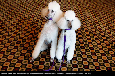 135th Westminster Kennel Club Dog Show at Madison Square Garden in New York City