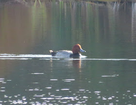 Redhead - Tierra Verde, Florida