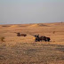 وحدات الجيش الصحراوي تستهدف قواعد العدو بمنقطة أوسرد