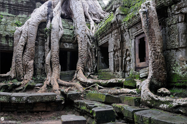The jungle encroaching on Ta Prohm Temple, Angkor, Cambodia