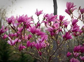 flowers on a magnolia tree