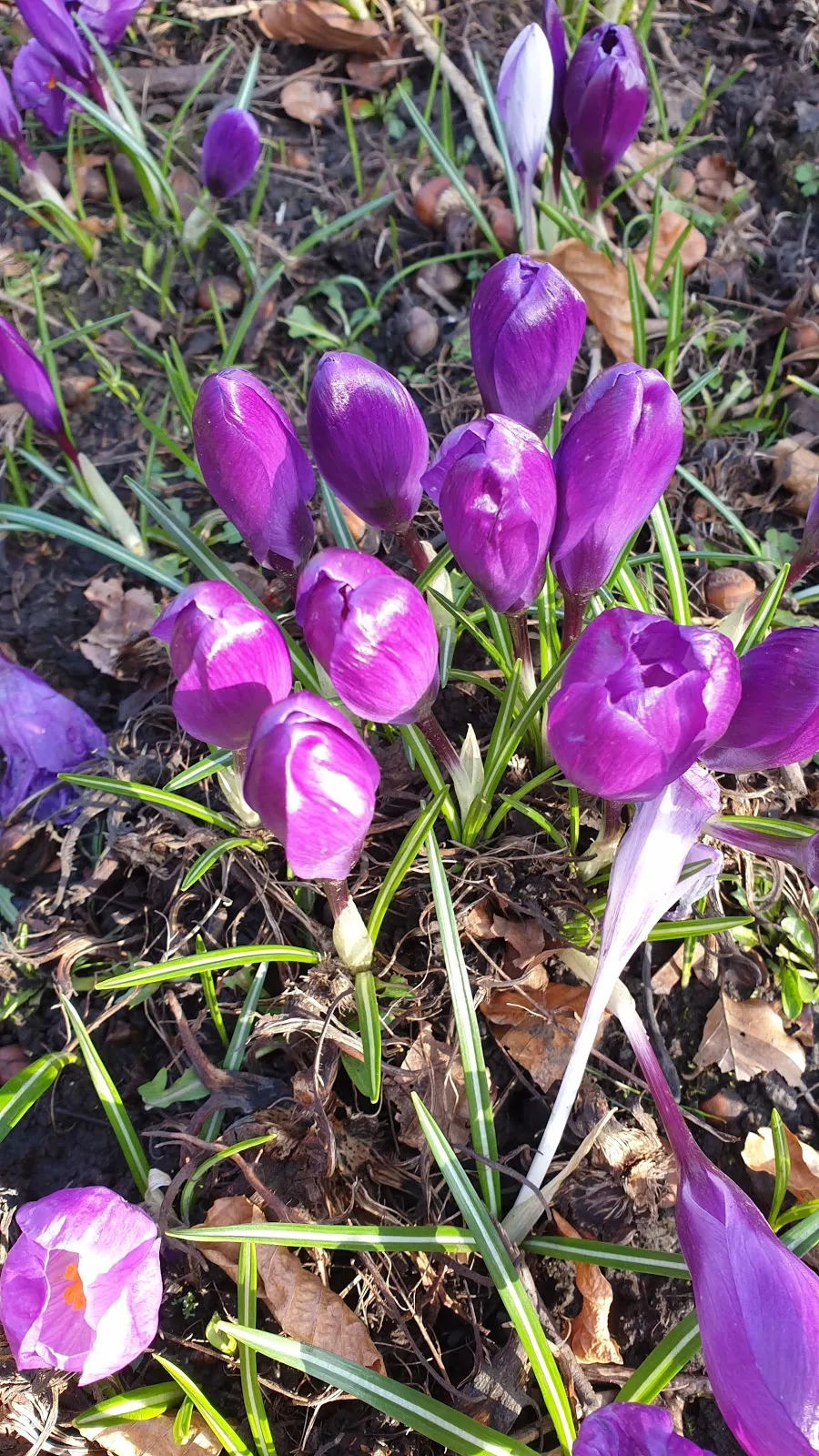 purple flowers