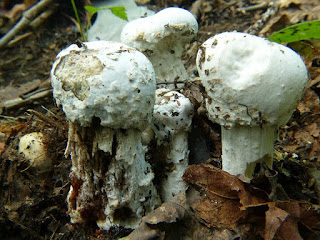 Dermatose des amanites - Hypomyces hyalinus