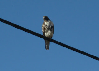 Raptor perched on a utility wire, Chileno Valley Road, Petaluma, California