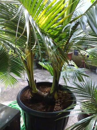 Cara Membuat Bonsai Kelapa Ragam Tanaman