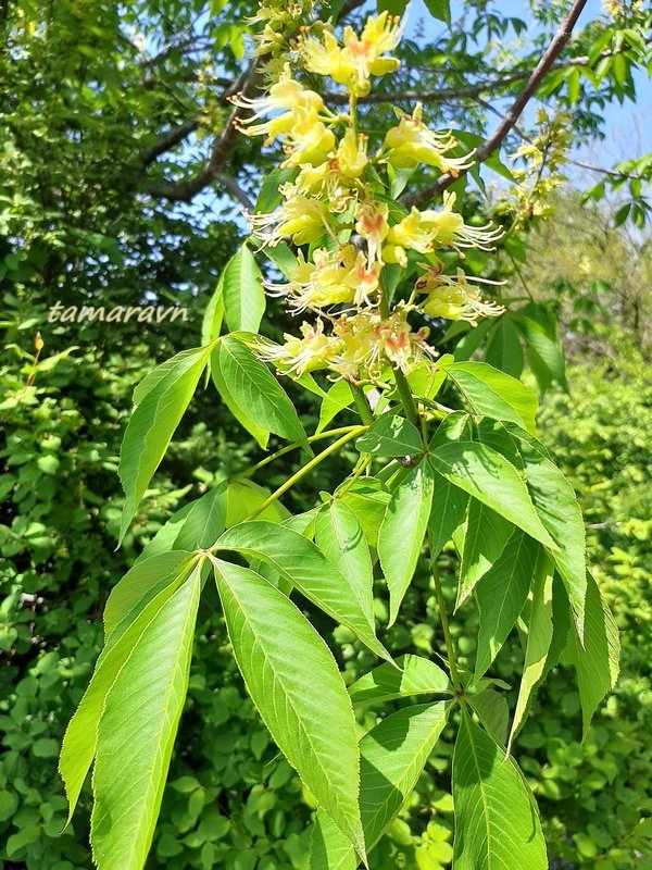 Конский каштан голый / Конский каштан гладкий (Aesculus glabra)