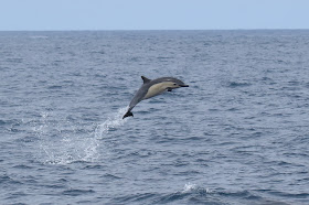 Common Dolphin leaps from the water