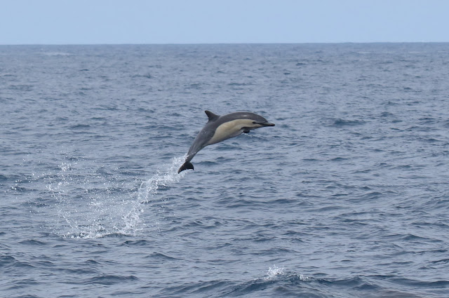 Common Dolphin leaps from the water