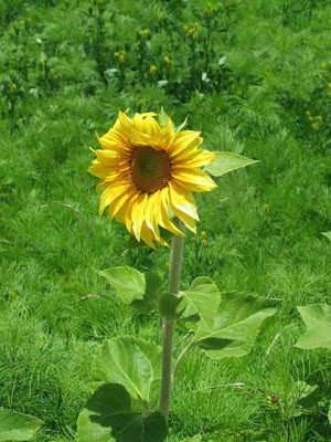 Jetzt noch eine schöne Sonnenblume aus dem Pfarrgarten von Esmoraca