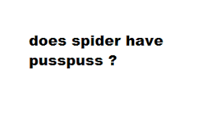 does spider have pusspuss ?