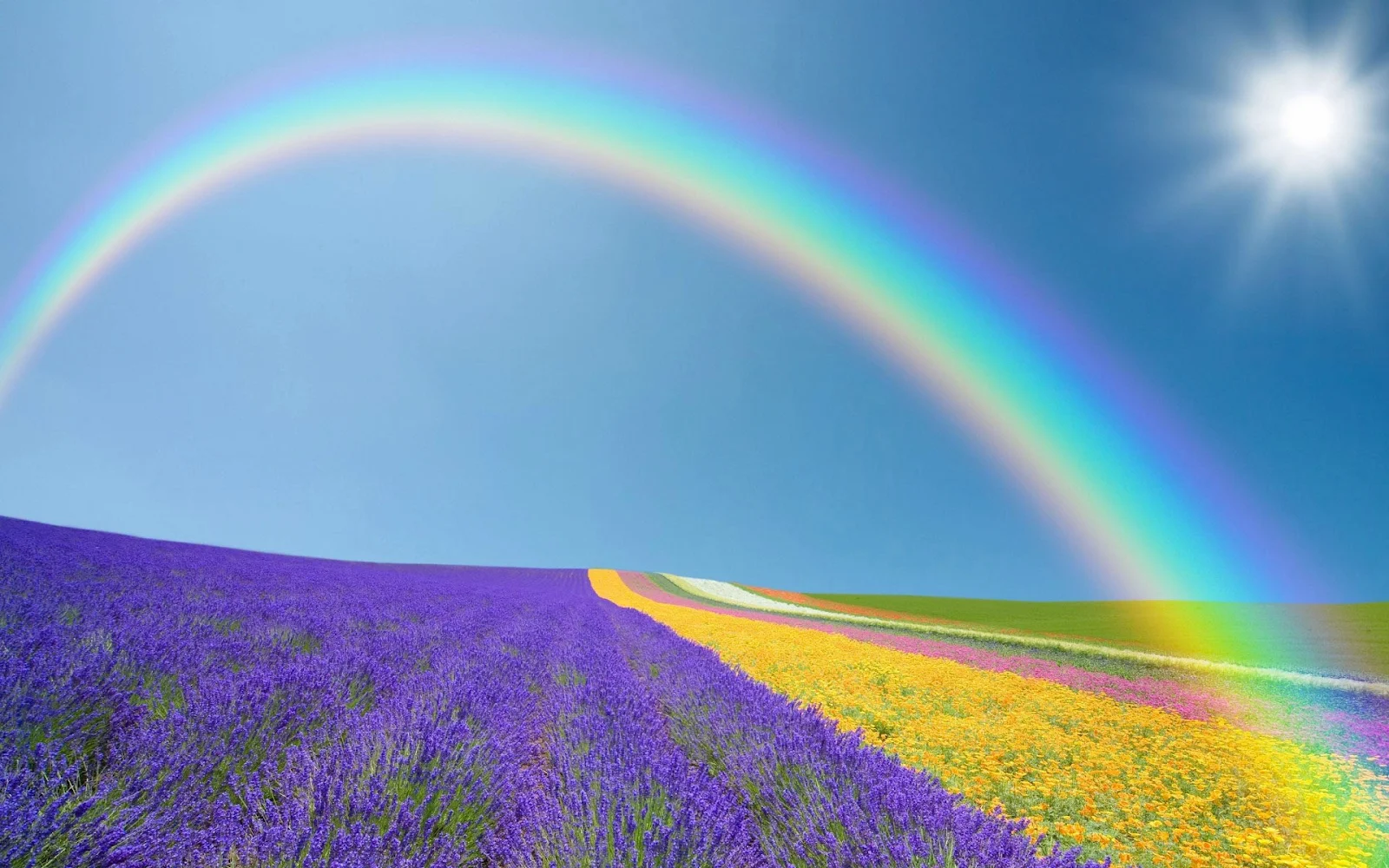 Foto met veld vol bloemen met regenboog en zon