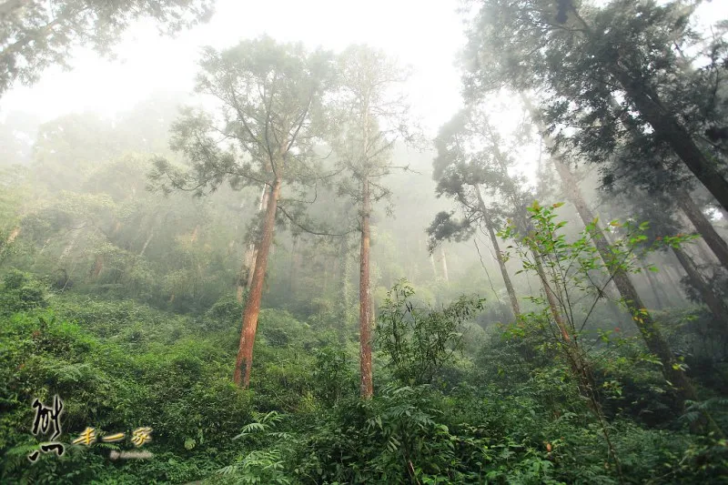 奮起湖石棹景點｜龍雲休閒農場森林步道｜鐵達尼石 五彩石