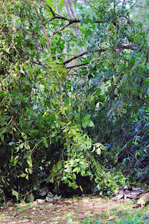 vegetation blocking a trail