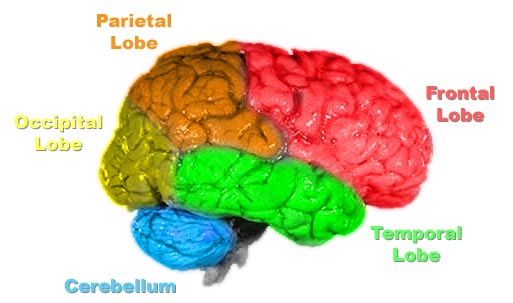 Brain Divisions4