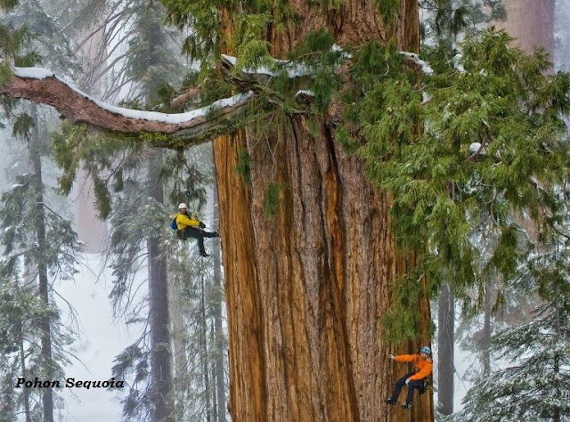 Pohon Sequoia