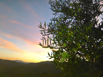 amanecer entre olivos