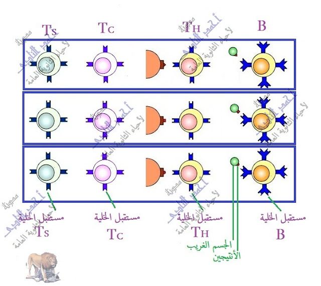 تركيب الجهاز المناعى - الخلايا الليمفاوية - البائية - التائية - القاتلة الطبيعية