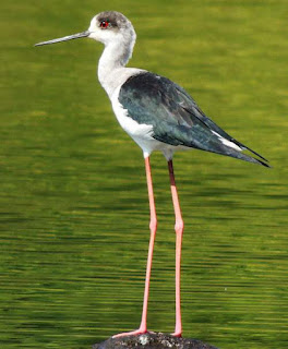 Black-winged stilt - Himantopus himantopus