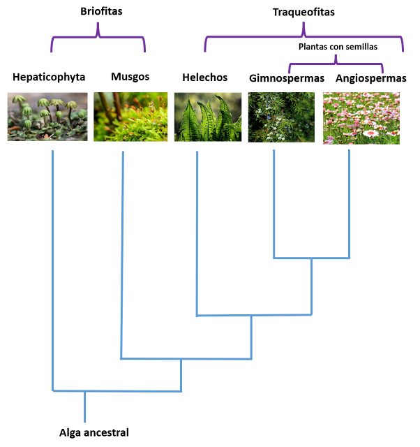 El árbol filogenético de las plantas terrestres tiene como ancestro común a las algas primitivas.