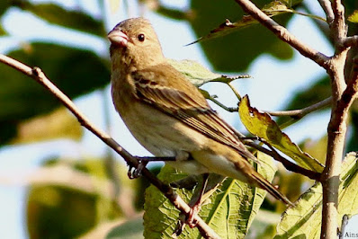 "Common Rosefinch - Carpodacus erythrinus, passage migrant perched on a mulberry tree."