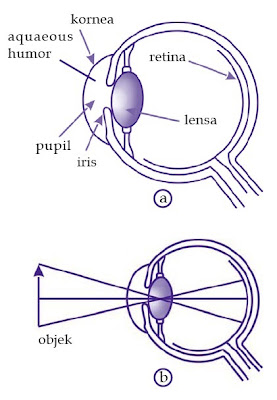 bagian-bagian mata