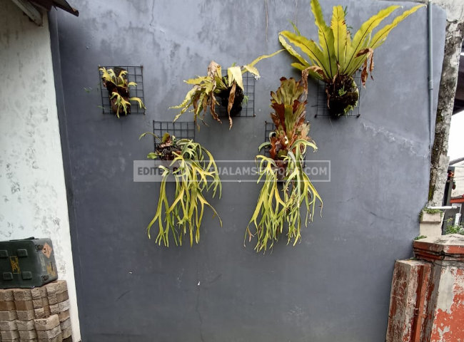 dinding rumah polos dengan tanaman
