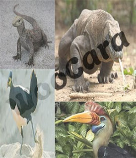 Fauna Indonesia Bagian Tengah (Tipe Peralihan)