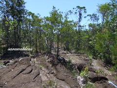 Teluk_Limau_Trek_Bako_National_Park_06