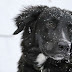 How to Care for Your Dog During Winter