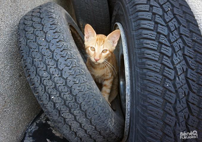 Ainoshima, l'île aux chats