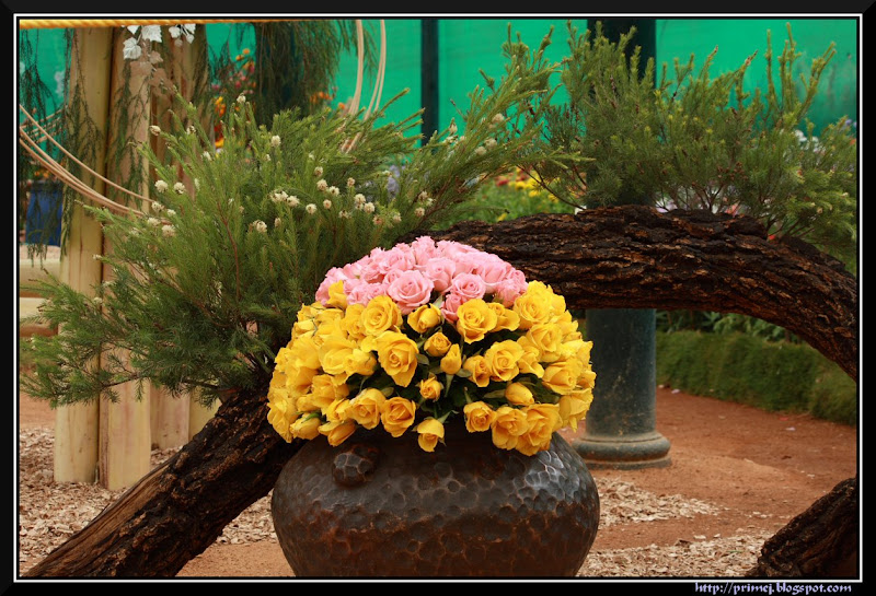 Lalbagh Flower Show August 2011