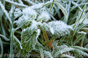Heavy frost on leaves