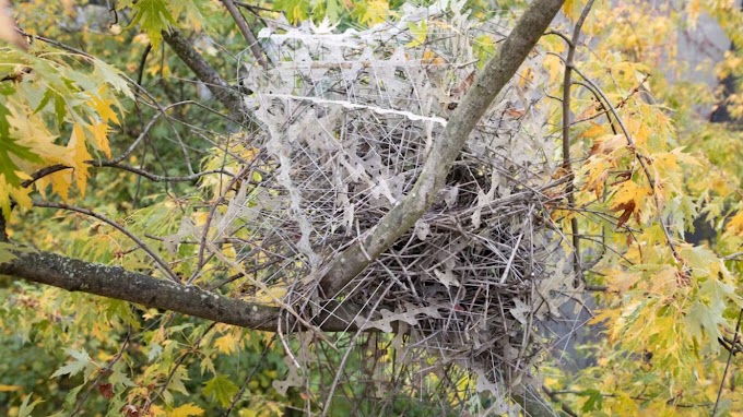 Birds Embrace 'The Perfect Revenge': Building Fortresses from Anti-Bird Spikes