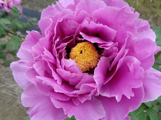 燕趙園の牡丹の花