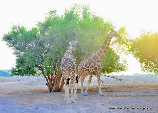 giraffes and trees in Sir Bani Yas