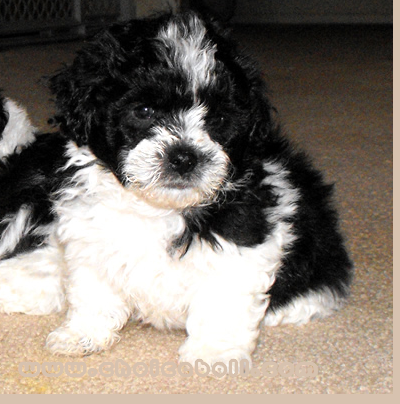 Teddy Bear Puppies on Christmas Teddy Bear Teddy Bear  Black Dog Teddy Bear