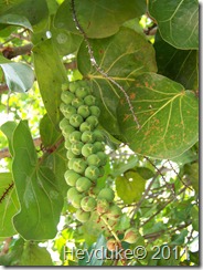 Sea Grapes