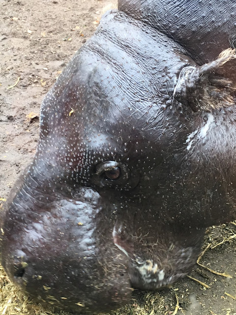 pygmy hippo ZSL London