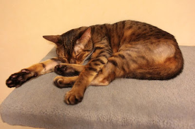 Tokyo's Cat Cafe Seen On  www.coolpicturegallery.us