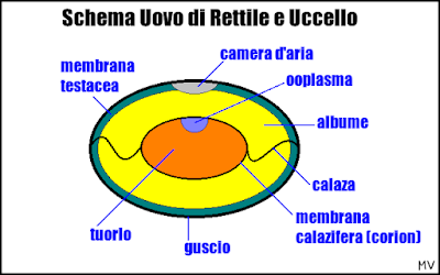 Uova di Rettile e Uccello