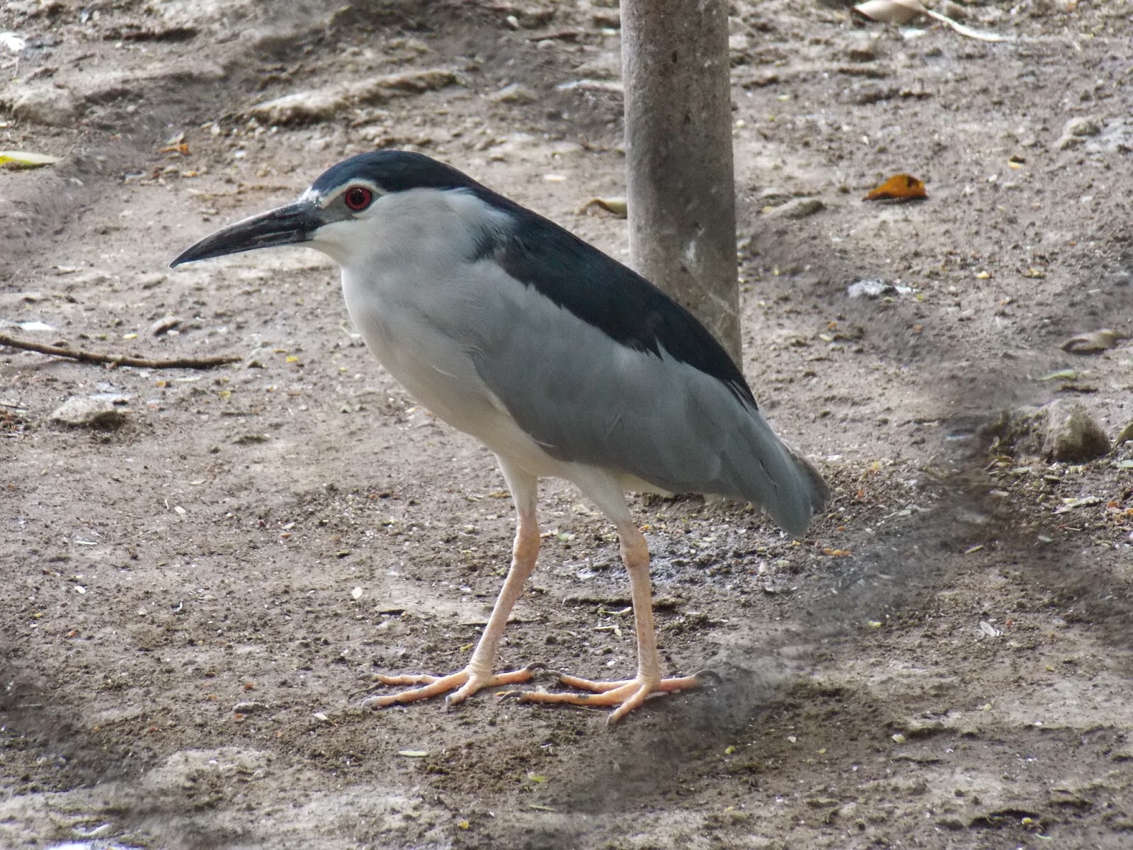  Burung Bangau Koleksi KBS