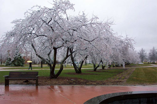 Frozen Cherry Trees