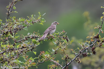 Cruixidell (Emberiza calandra)