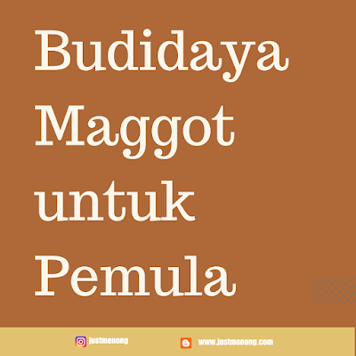 budidaya maggot untuk pemula