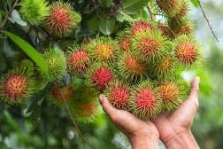 Mitos Buah Rambutan Untuk Ibu Hamil