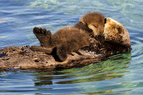 Funny animals of the week - 31 January 2014 (40 pics), baby otter sleeps on momma belly floating on water