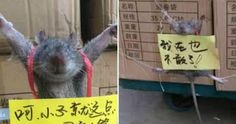 A Chinese Store Owner Tortures and Publicly Shames A Rat For Stealing Rice 