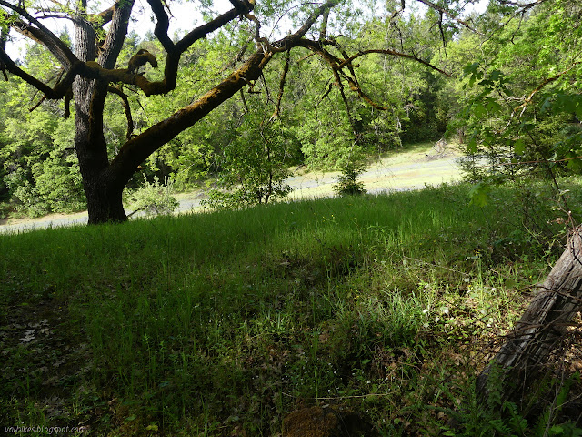 grassy under the oaks