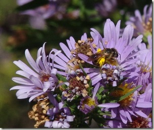 miner bee sm