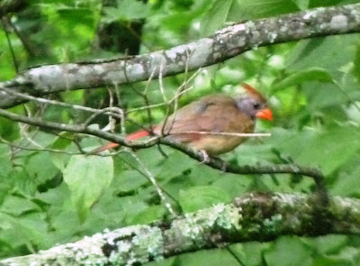 adult female cardinal